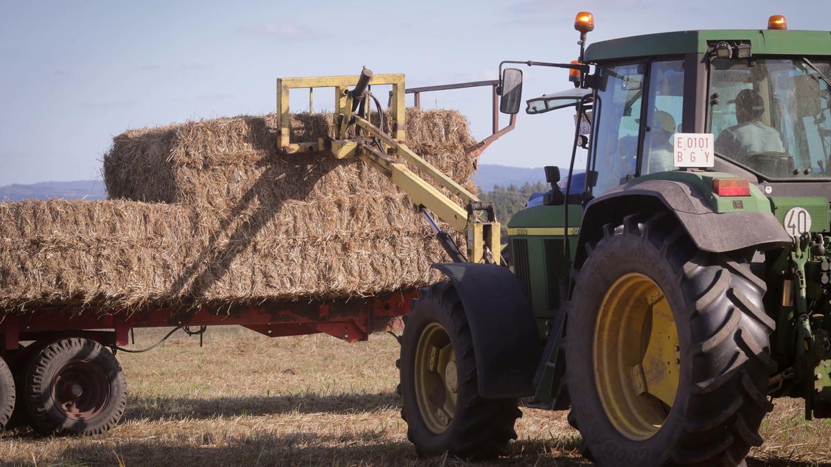 Un tractor durante la recogida de trigo en la parroquia de Calvo, a 31 de julio de 2023, en Abadin, Lugo, Galicia (España).