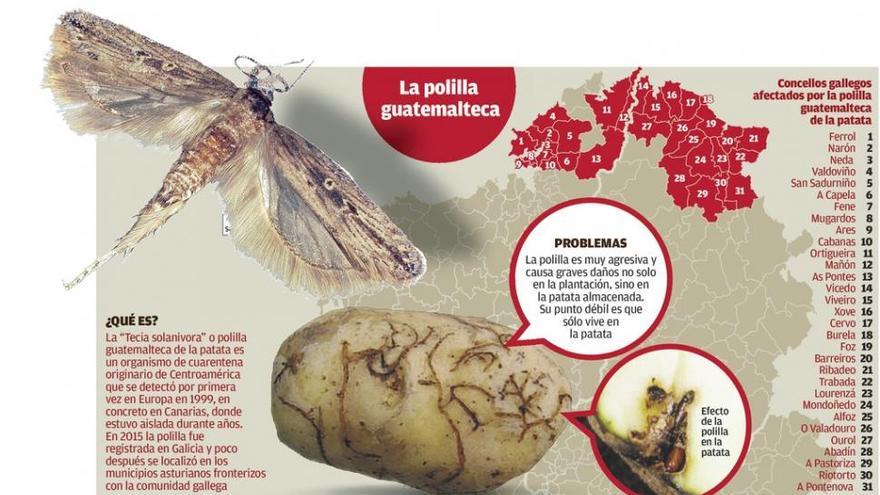 La retirada de la patata declarada por la plaga en Muxía comenzará el próximo lunes