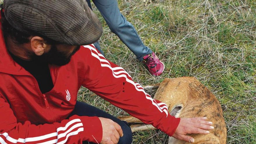 El dueño de los galgos muertos a tiros muestra las heridas de la perra agonizante.