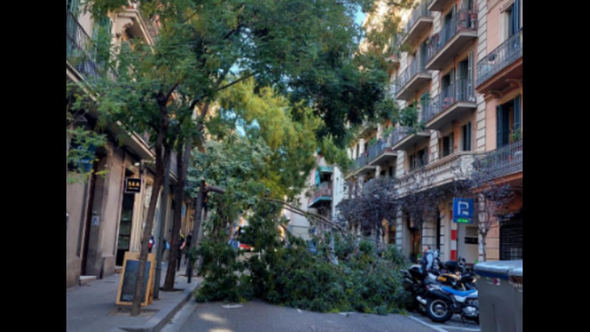 Arbres caiguts i altres incidències pel vent a Barcelona causen problemes de trànsit