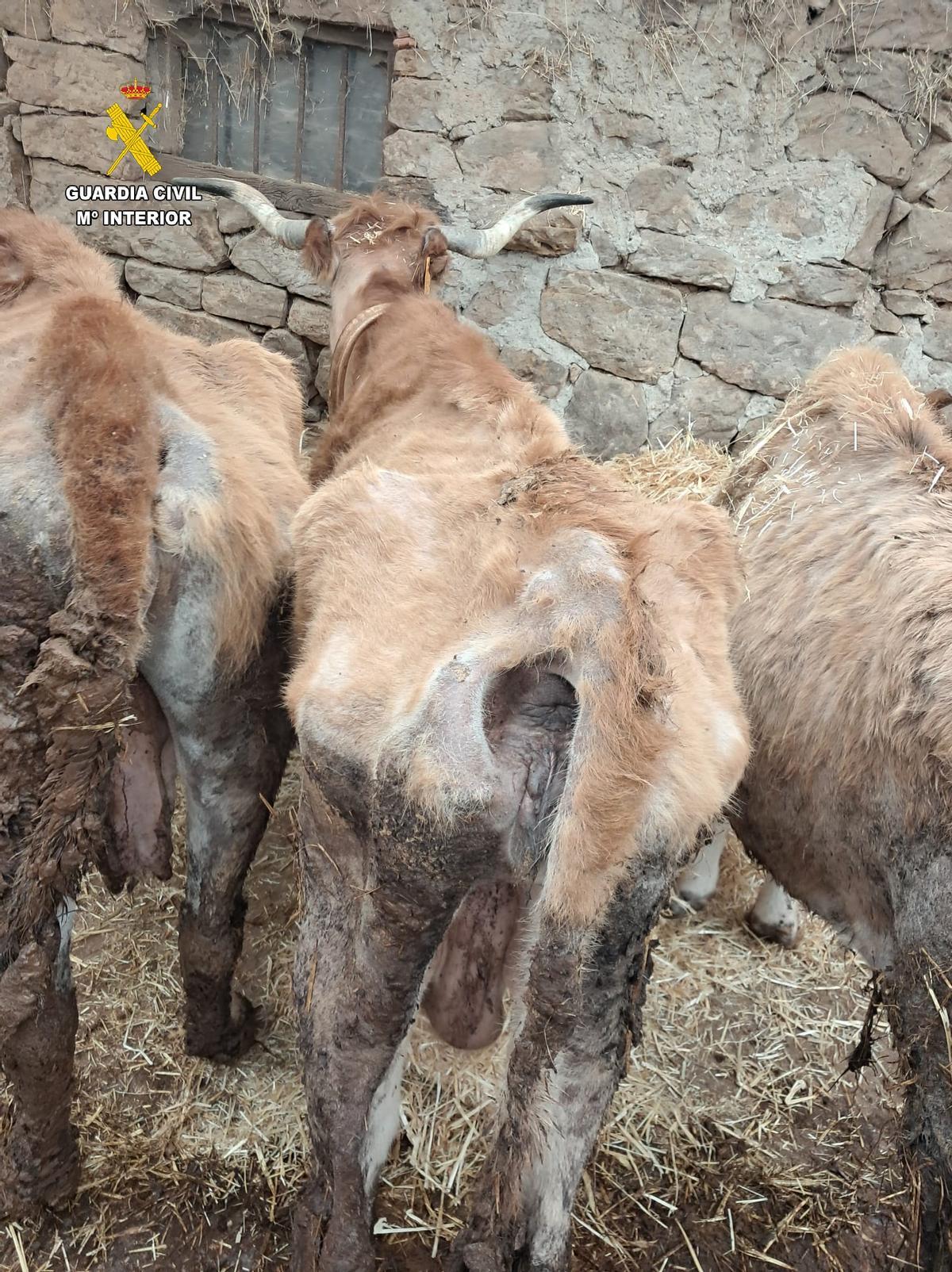 Estado de los animales.