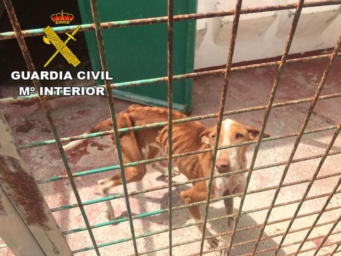 Detenido por abandono de perros en Lanzarote