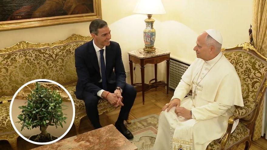 El bonsái de olivo que Pedro Sánchez regaló al Papa: qué cui