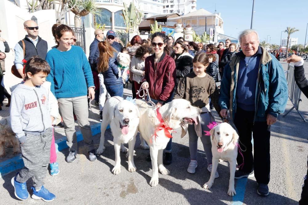 Día grande en Sant Antoni