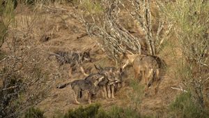 Cachorros de lobo, en la cordillera Cantábrica.