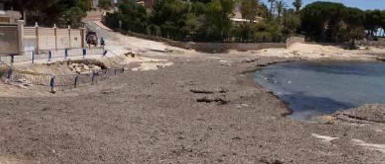 Un temporal y la falta de limpieza llenan de algas la Calita del Cabo