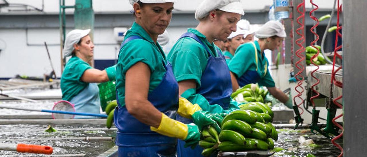 Trabajadoras en una empresa de empaquetado de plátanos del municipio grancanario de Gáldar.