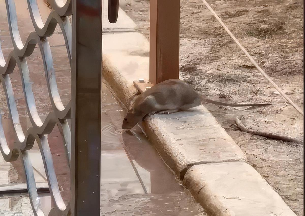 Una rata vista a plena luz del día el pasado lunes en el Portal de Elche