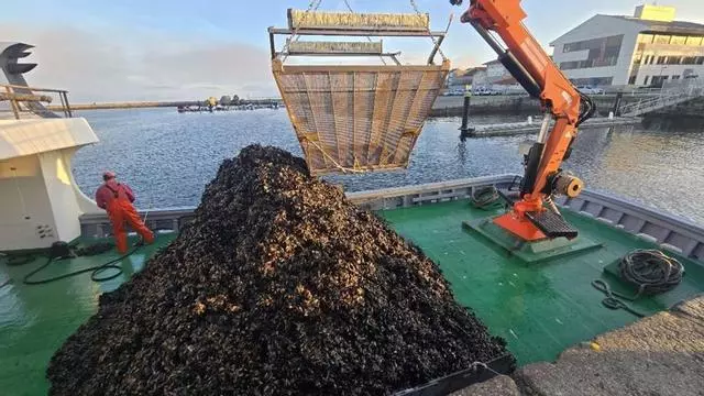 Galicia se sacude el episodio tóxico enviando mejillón a Italia y Francia