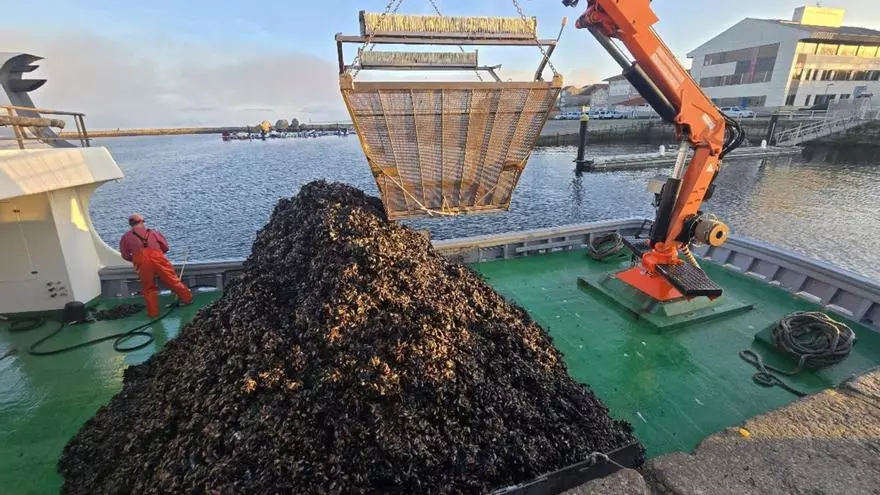 Galicia se sacude el episodio tóxico enviando mejillón a Italia y Francia