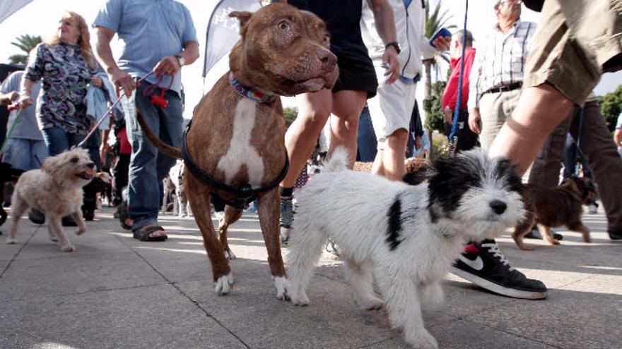 El Ayuntamiento endurece las sanciones por maltrato o abandono animal