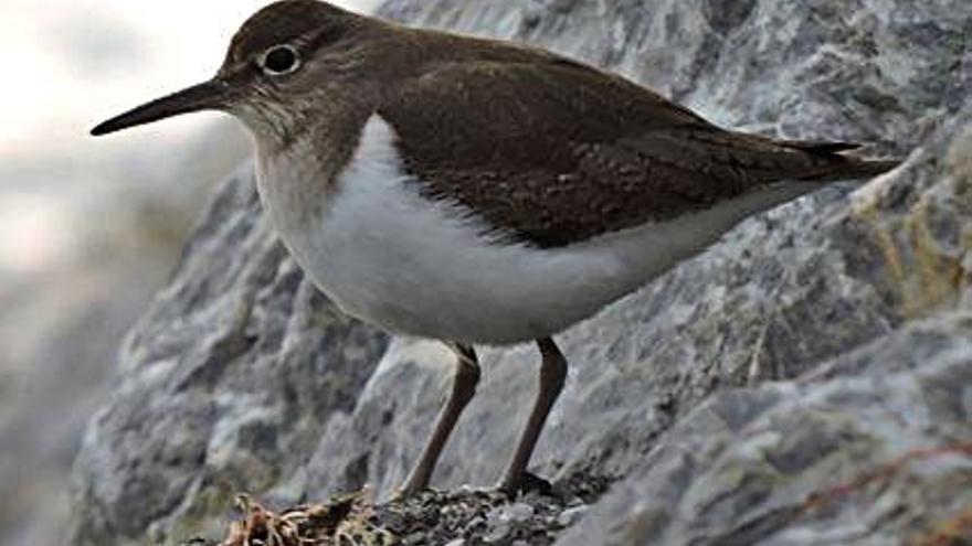 Las aves celebran la mejora del Caudal