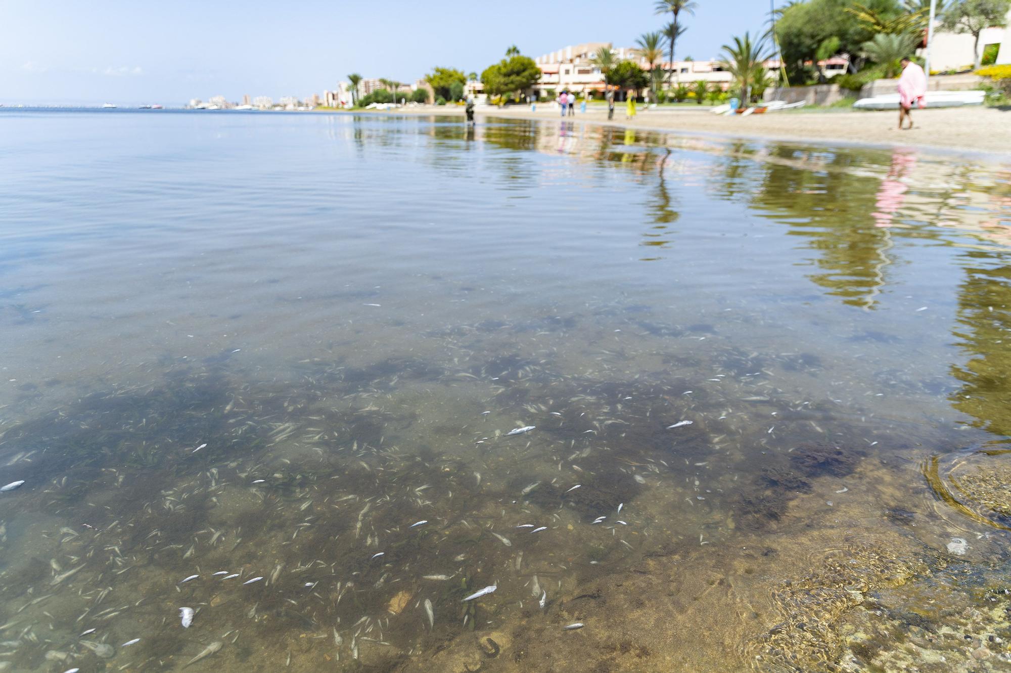 Peces muertos en la playa de la Isla, en La Manga