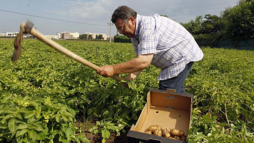 Un agricultor recoge patatas en un campo de l&#039;Horta.