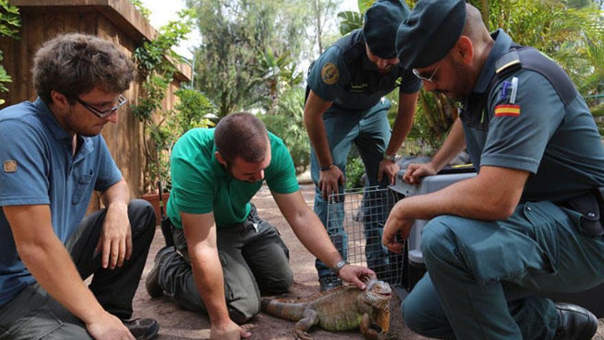 Rescatada una iguana en Fuerteventura