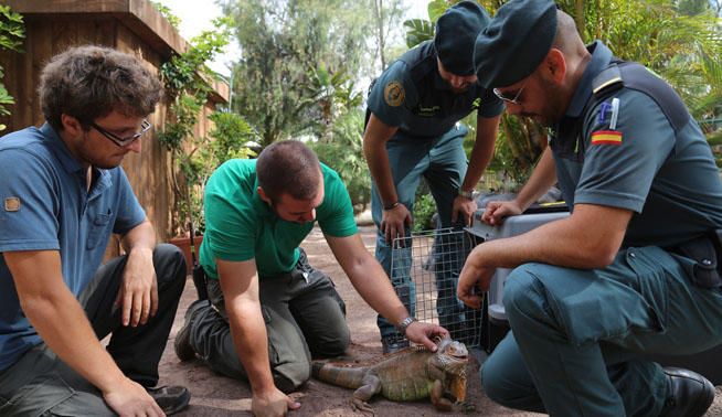 Rescatada una iguana en Fuerteventura