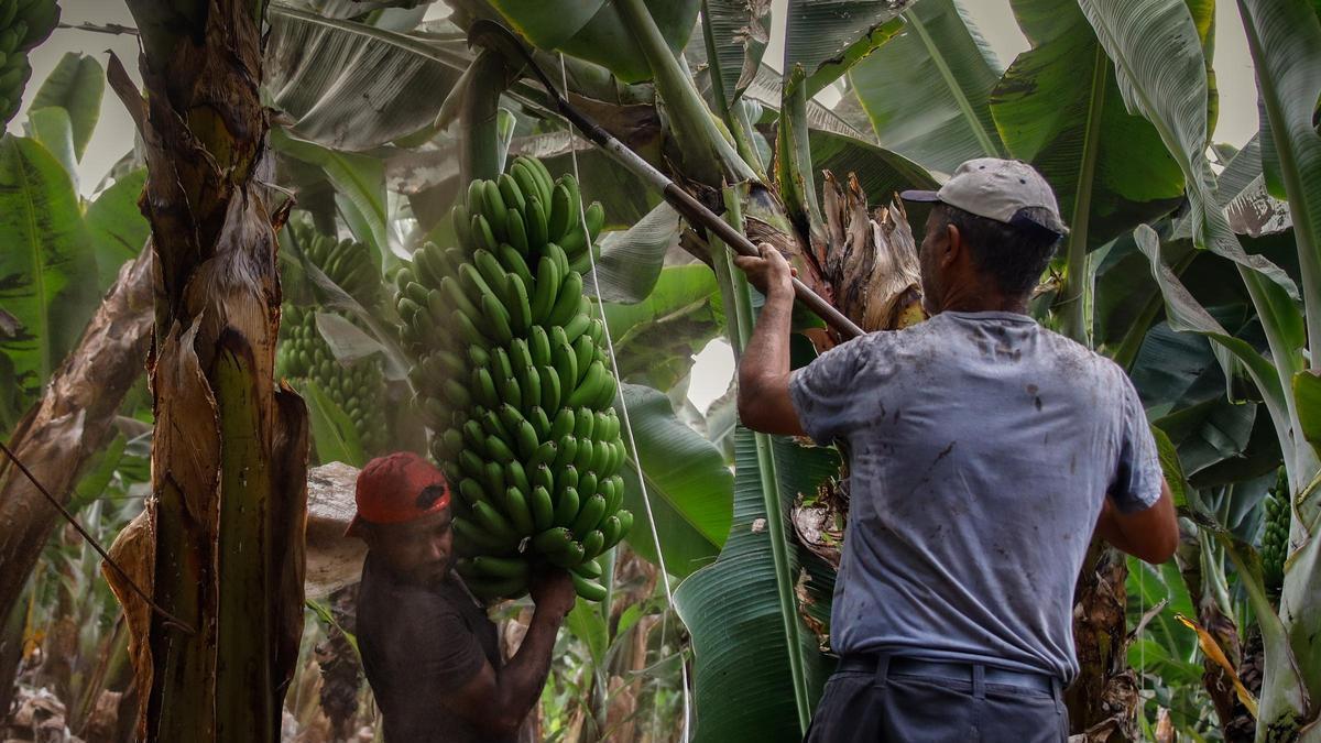 Dos agricultores recogen plátanos en una finca del Archipiélago.