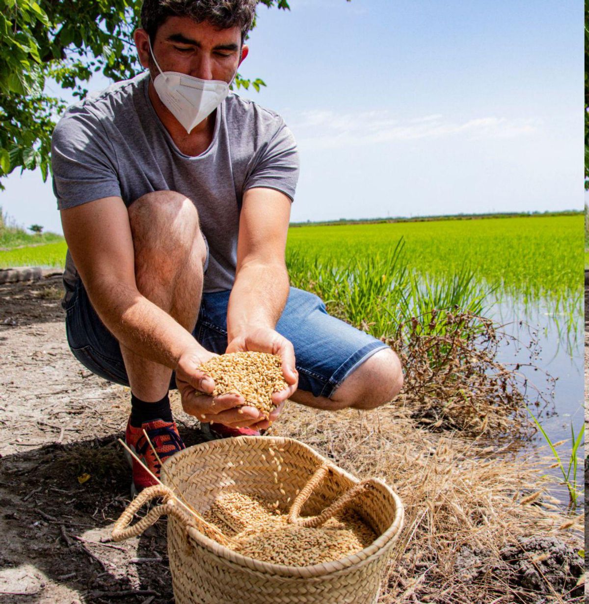 Campo de trigo en la comarca de l’Alcoià, en una imagen de 2021. | Juani Ruz