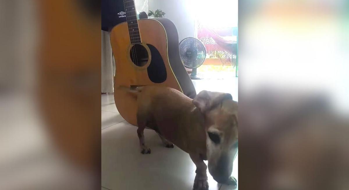 Cacau toca la guitarra con su cola.