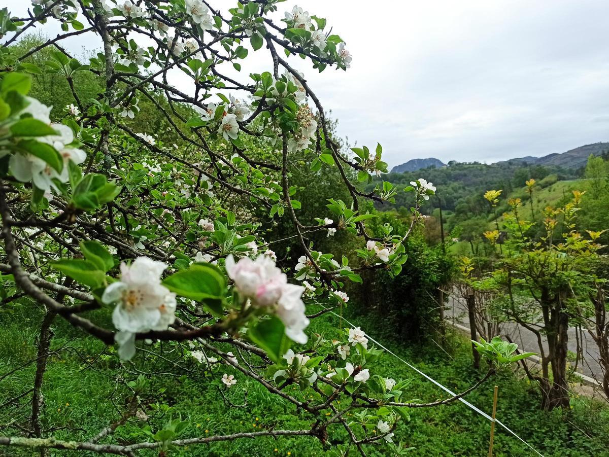 La floración del manzano.