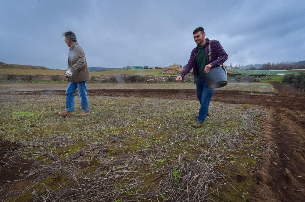 Plantación de trigo y lenteja en Juncalillo (Gran Canaria)