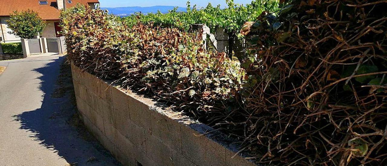 Muro sobre el que se realizó el corte de las plantas.