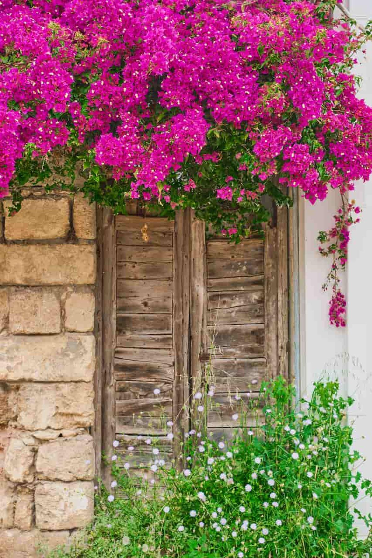 Bugambilia en una calle medieval en Rodas (Grecia). Un rincón pintoresco del casco antiguo, declarado Patrimonio de la Humanidad por la UNESCO.