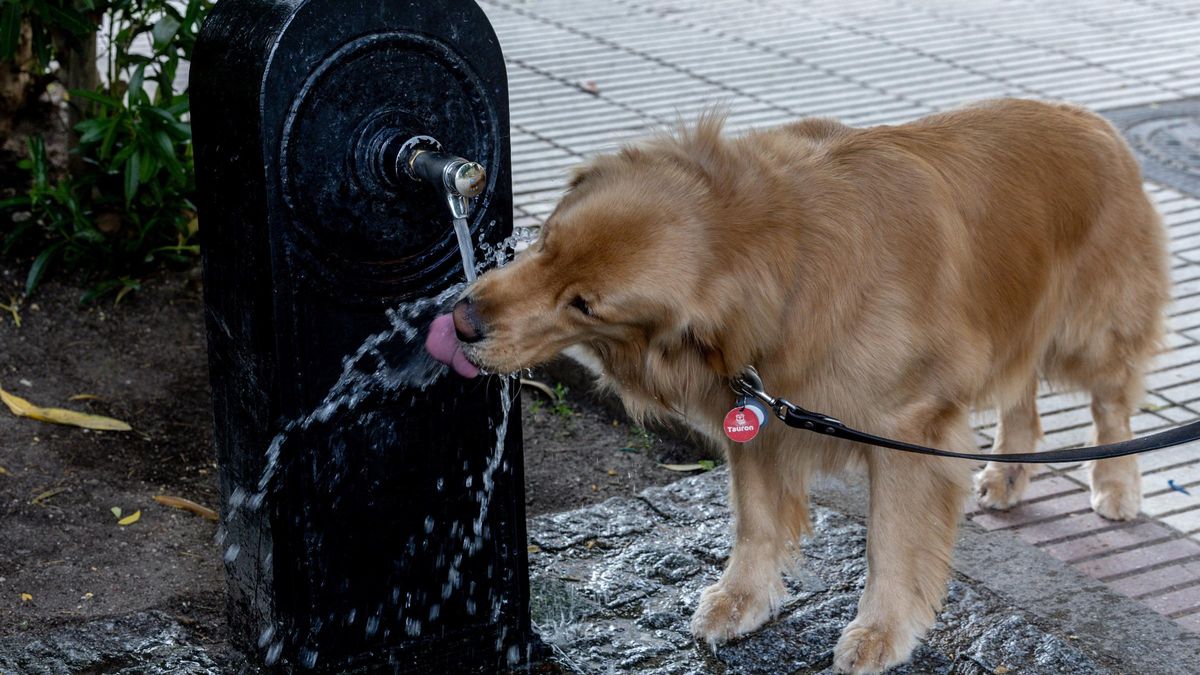 Un perro bebe agua de una fuente.