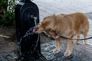 Golpes de calor en los perros: cómo prevenirlos