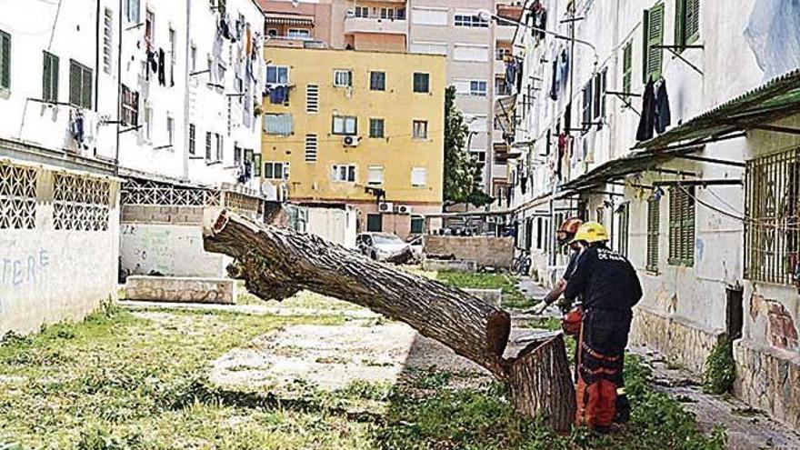 Uno de los 20 árboles peligrosos talados por los bomberos .