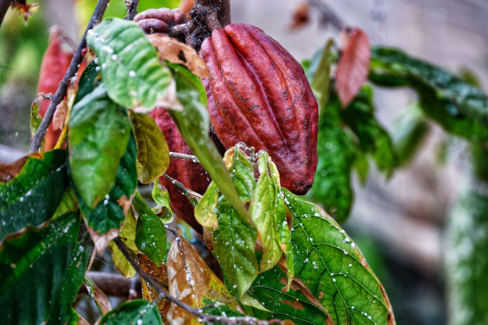 Finca de cacao en Valle de Guerra
