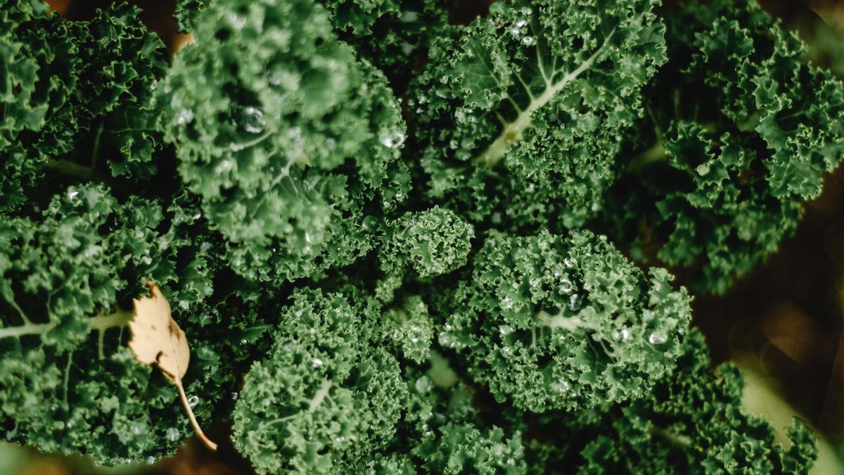 Kale, la verdura que tiene más calcio que la leche.