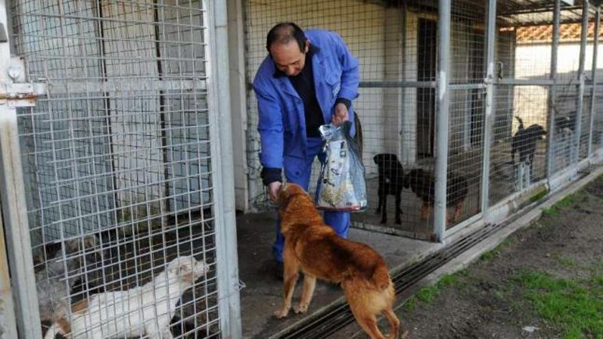 Un hogar para 100 perros cada año - Faro de Vigo