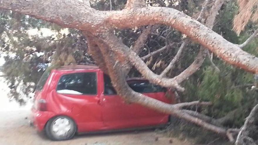 La caída de un pino de 18 metros sobre un coche obliga a talar ocho árboles