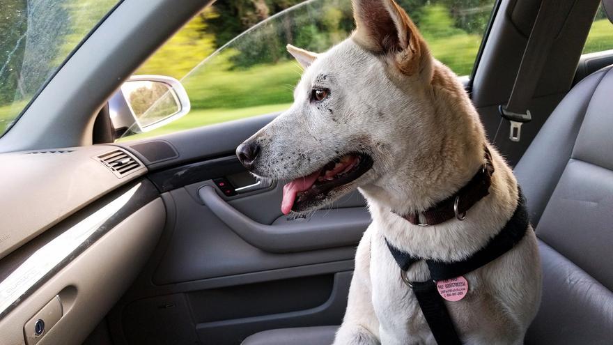 La DGT avisa: si llevas a tu perro mal atado en el coche, puede caerte una buena multa