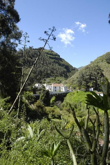 VERDOR EN EL CAMPO GRANCANARIO