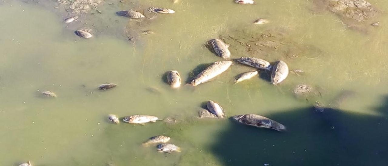 El río Albaida continúa registrando una elevada mortandad piscícola  a su paso por el antiguo Pont de Fusta, donde el lecho se ha quedado  completamente seco. Ayer podían observarse decenas de peces sin vida  en la orilla, así como también diversas anguilas.