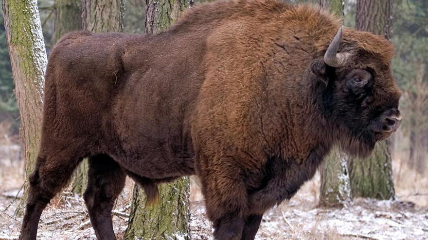 Una promotora reintroduce el bisonte europeo en Benagéber tras 10.000 años ausente