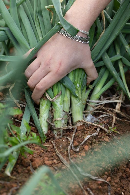 Galería: Temporada de calçots en Ibiza