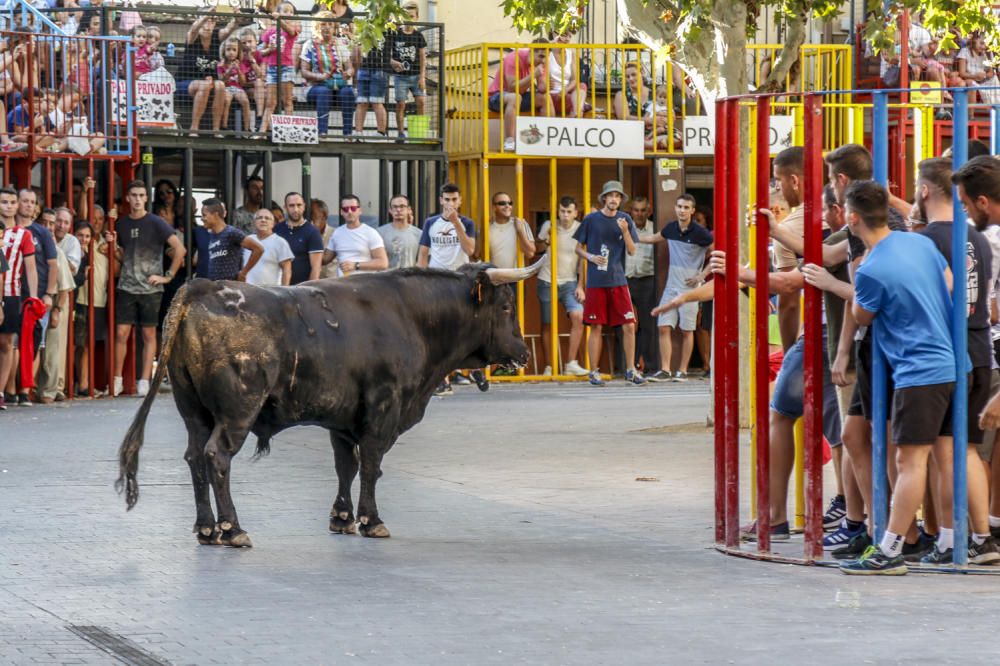 Fiestas de la Vaca de Castalla.