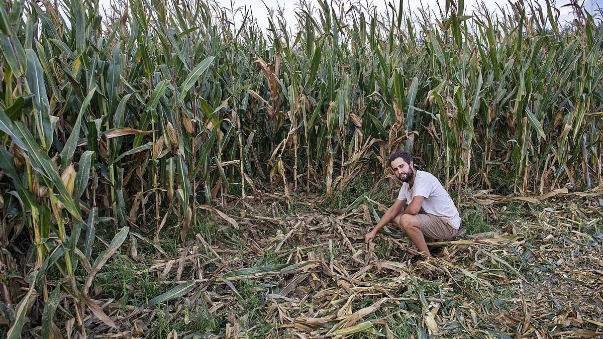 El pagès Joan Planas mostrant algunes de les destrosses fetes pels senglars en un camp de blat de moro. | EDUARD MARTÍ