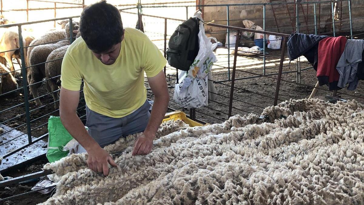 El ganadero José David Sánchez Gallego maneja los vellones de lana tras la esquila.