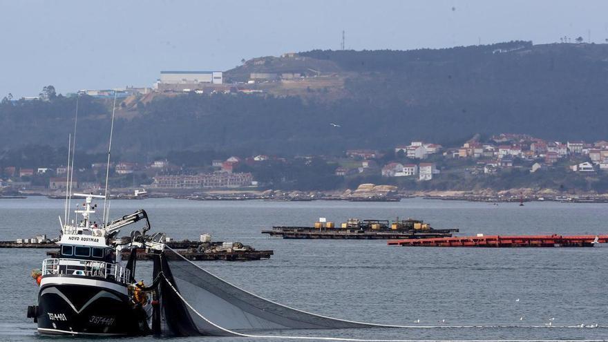 La flota de Arousa cierra la campaña del cerco: fue «muy buena», pero «extremadamente corta»