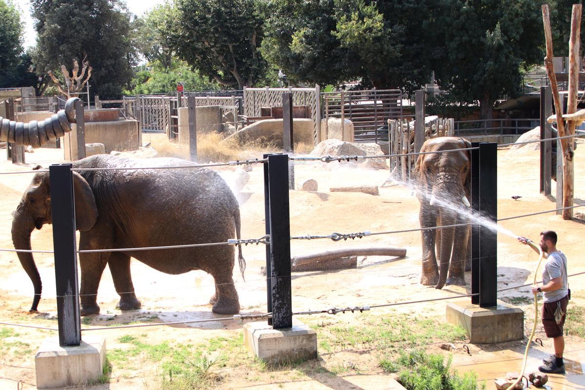 Un cuidador del Zoo de Barcelona rocía a un elefante con una manguera para paliar los efectos del calor