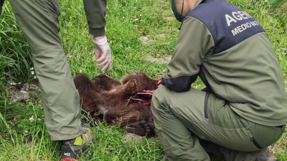 Dos agentes de Medio Natural, con el oso muerto en Somiedo.