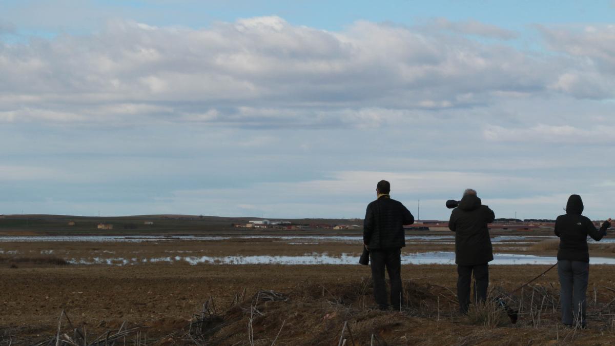 Observación de aves en las Lagunas de Villafáfila