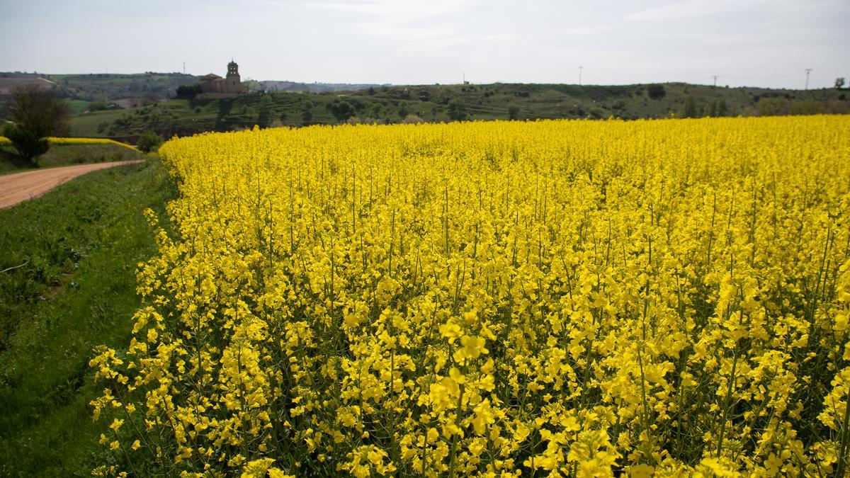 GALERÍA | La primavera tiñe de amarillo los campos de Zamora