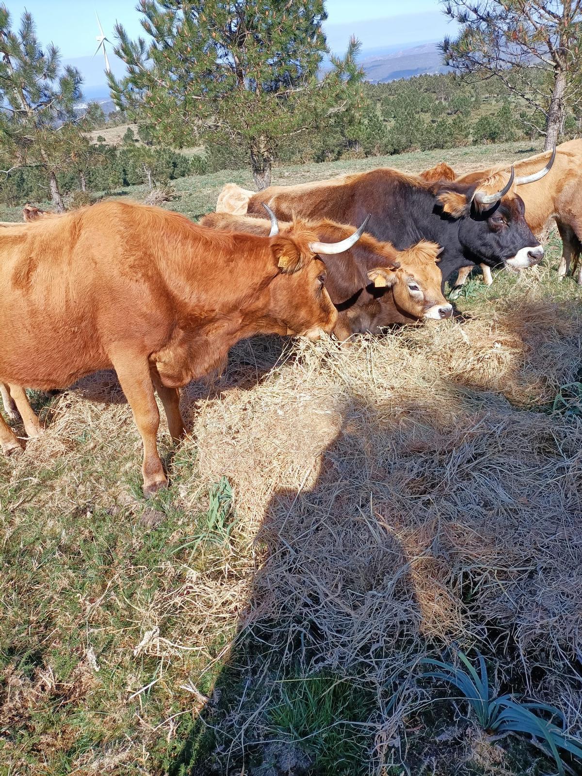A Mancomunidade Montecelos está formada por 41 comuneiros.