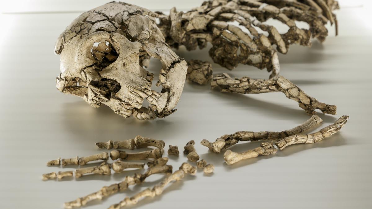 Cuerpo Lujoso Abastecer El esqueleto neandertal más antiguo de la Península Ibérica llega a  València - Levante-EMV