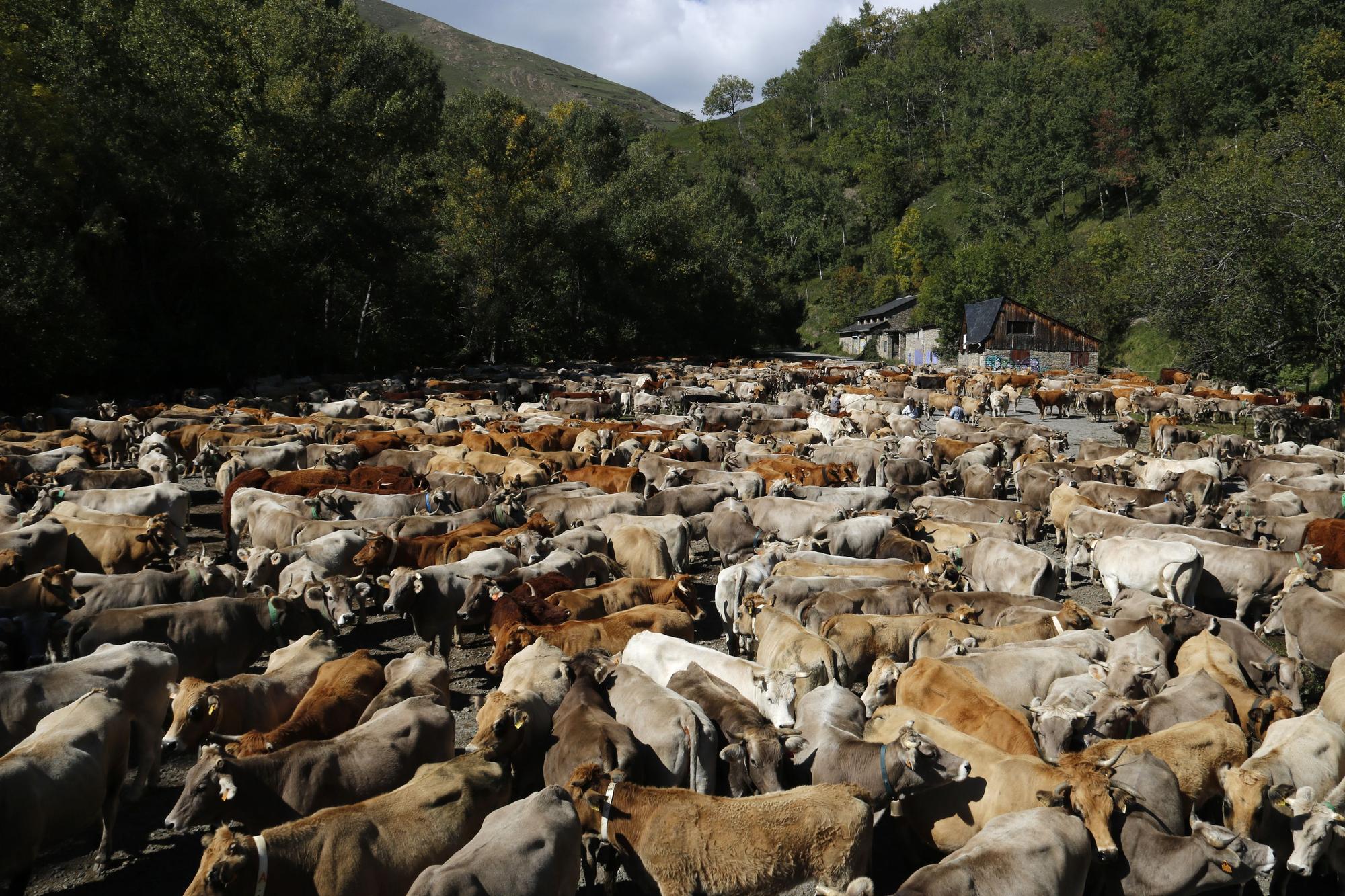 Vaquers del Berguedà, Cerdanya i el Solsonès recullen el seu bestiar de la muntanya